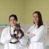 The Ultimate Guide to Local Vet Clinics