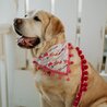 Five Main reasons why Your Doggy Really should Put on a Bandana Collar