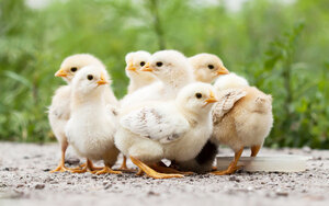 Egg Poultry Farm in TamilNadu | Sri Selvalakshmi