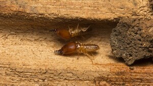 How to Choose the Right Termite Control Company in Malaysia