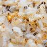 The Benefits of Professional Pest Control: Why It\u2019s Worth It