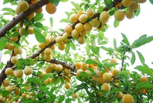 6 Essential Tips for Selecting and Buying Fruit Trees for Your Garden