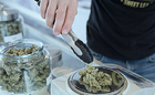 A Beginner&#039;s Guide to Buying Cannabis Online: How to Navigate an Online Dispensary