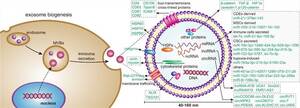 New Exosome Identification (WB Marker) Products to Simplify Exosome Research