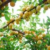 6 Essential Tips for Selecting and Buying Fruit Trees for Your Garden