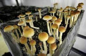 The Most Popular Buy Shrooms Online In Case Of A Zombie Apocalypse