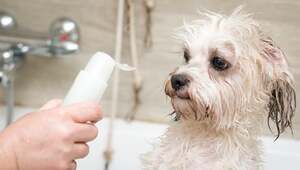 Switch to Sensitive Skin Dog Shampoo for a Healthier and Happier Pup!