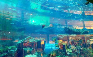 Acrylic Aquarium Has Long Service Life