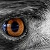 The Structure of the Eyes: How Each Part Works Together for Perfect Vision