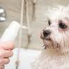 Switch to Sensitive Skin Dog Shampoo for a Healthier and Happier Pup!