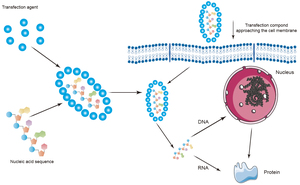 Aptamers for Targeted Delivery and Research Applications