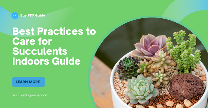 A Beginner's Manual on Caring for Succulent Plants