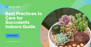 A Beginner&#039;s Manual on Caring for Succulent Plants