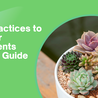 A Beginner&#039;s Manual on Caring for Succulent Plants