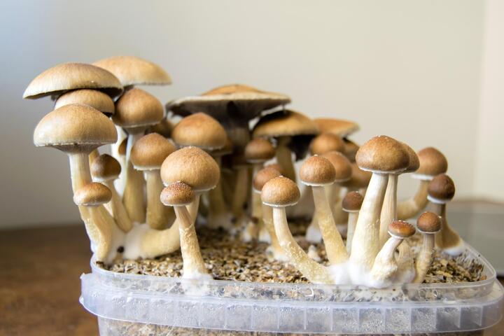 How to Grow Mexican Dutch King Mushrooms