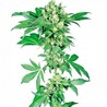 Cannabis Seeds for Sale: Start Growing with Trusted Genetics