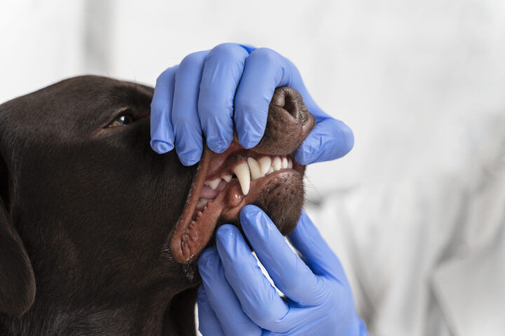 The Importance of Dental Health for Dogs and Cats