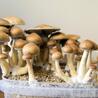 How to Grow Mexican Dutch King Mushrooms