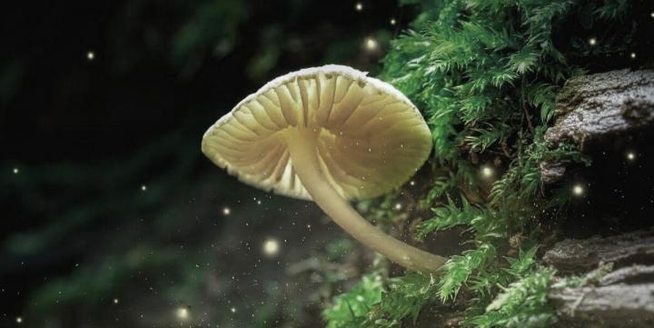 A History Of Magic Mushrooms