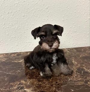 Discover Your New Best Friend at Dream Schnauzer Puppies Home