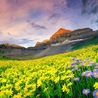 Valley of Flowers - the haven on the earth