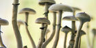 You Should Never Write About Shroomsonline Canada And Here\u2019s Why