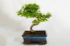 Buy Best Artificial Bonsai Online