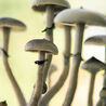 You Should Never Write About Shroomsonline Canada And Here\u2019s Why