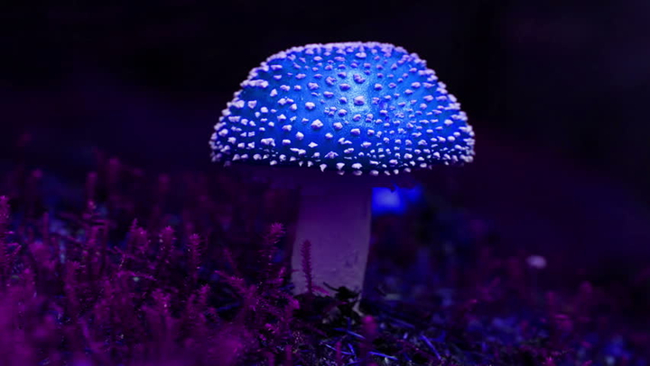 Try Blue Honey Magic Mushrooms