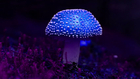 Try Blue Honey Magic Mushrooms