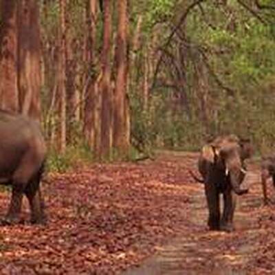 Jim Corbett