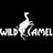 Wild Camel
