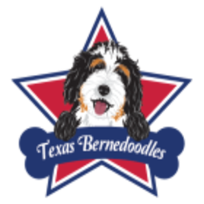 Tx Bernedoodles