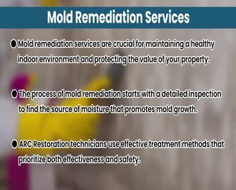 Mold Removal Denver